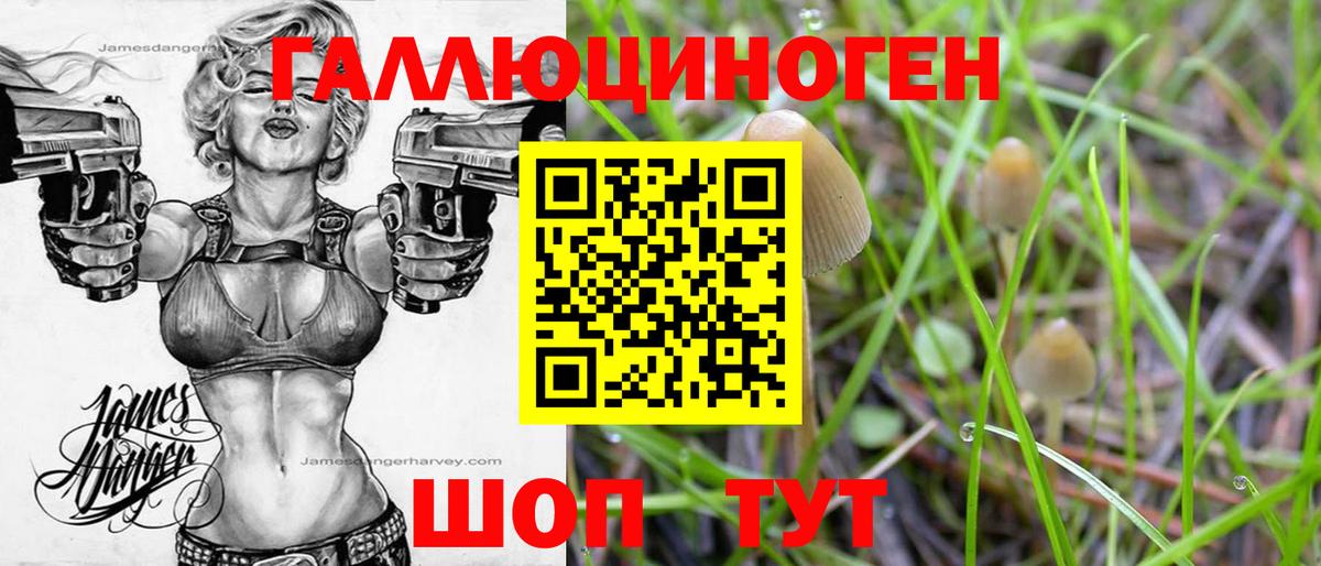 Галлюциногенные грибы мицелий  Выборг  Галлюциногенные грибы Psilocybe 